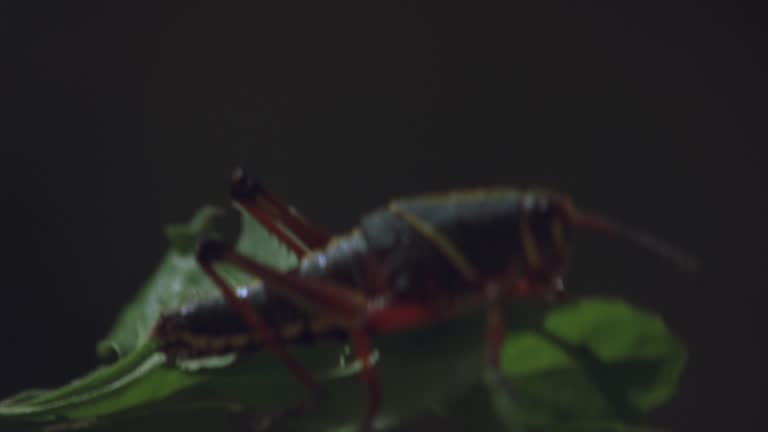 Insect Moving 10,899 Insect Antenna Stock Videos, Footage, & 4K Video Clips - Getty ...