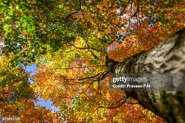 silver maple tree during fall season - silver maple tree stock pictures, royalty-free photos & images