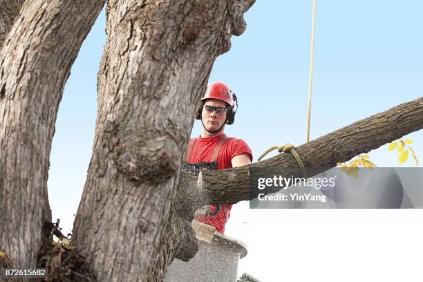 árvore de aparar arborist trabalhando no balde elevados poda de árvore com motosserra - absence - fotografias e filmes do acervo