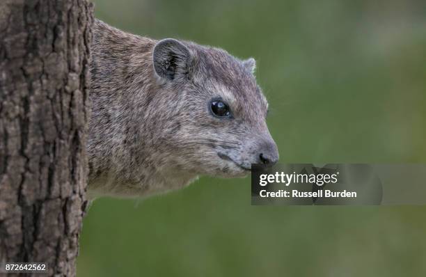 hyrax portrait - tree hyrax stock pictures, royalty-free photos & images