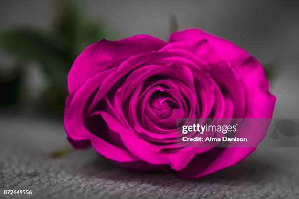 close-up of a pink rose - alma danison stock pictures, royalty-free photos & images