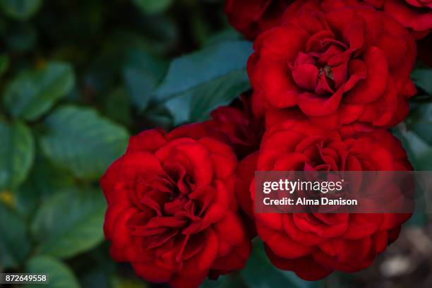 red roses in the park - alma danison stock pictures, royalty-free photos & images