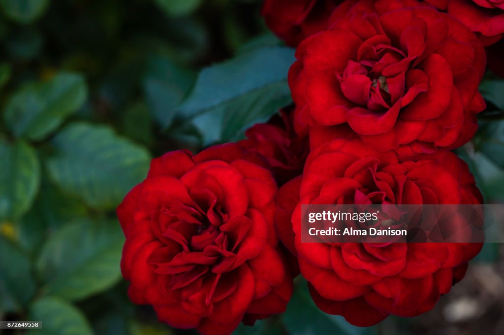 Red Roses in the Park