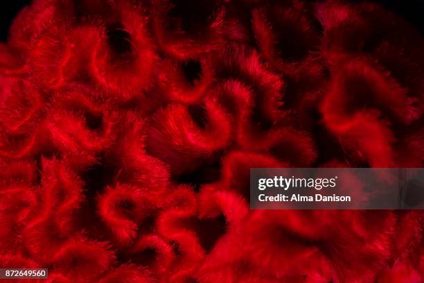 close-up of the brain flower - celosia cristata - alma danison stock pictures, royalty-free photos & images