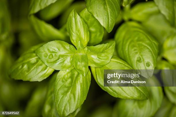 close-up of basil leaves - ocimum basilicum - alma danison stock pictures, royalty-free photos & images
