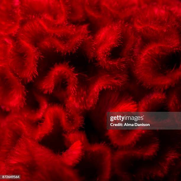 close-up of the brain flower - celosia cristata - alma danison stock pictures, royalty-free photos & images