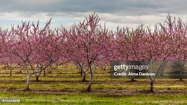 nectarine trees in bloom - alma danison stock pictures, royalty-free photos & images