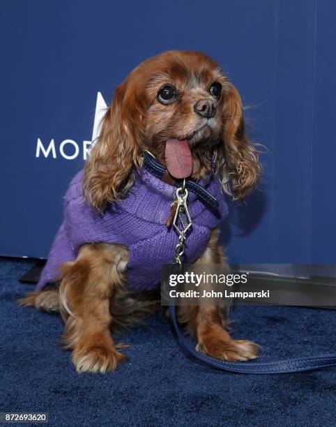 Dog named Toast attends 2017 Humane Society of The United States to the Rescue! New York Gala at Cipriani 42nd Street on November 10, 2017 in New...