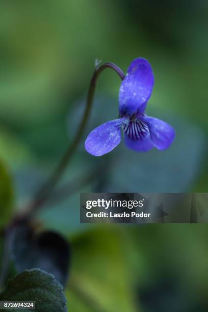 labrador violet - viola odorata stock pictures, royalty-free photos & images