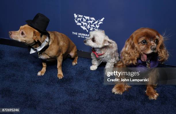 Dogs named Finn, Ella Bean and Toast attend 2017 Humane Society of The United States to the Rescue! New York Gala at Cipriani 42nd Street on November...