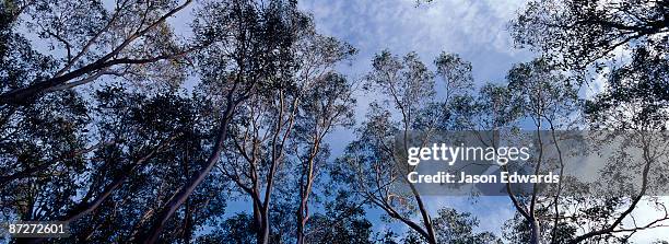 looking skyward to a canopy of mountain ash, woolly butt and snow gum. - snow gums stock pictures, royalty-free photos & images