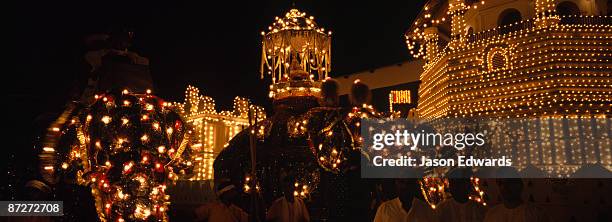 the maligawa tusker carrying the holy relic at the esala perahera. - スリランカゾウ ストックフォトと画像