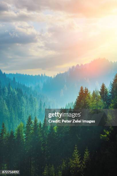 pine forest in the dolomites, italy - árbol de hoja perenne fotografías e imágenes de stock