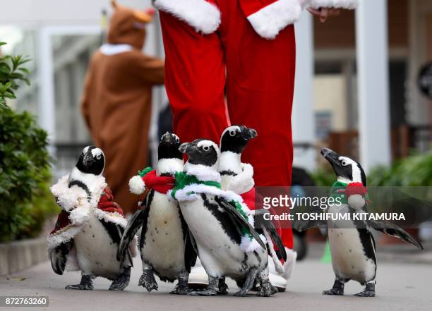 African penguins wearing a Christmas-themed costumes take part in a Christmas parade at the Hakkeijima Sea Paradise in Yokohama on November 11, 2017....