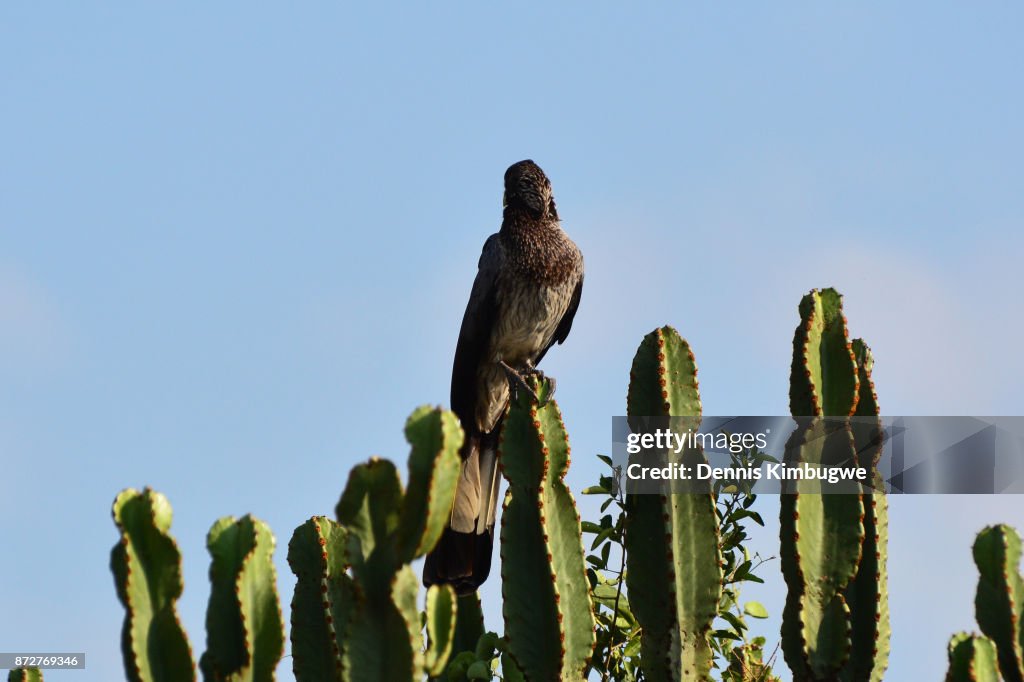 Eastern Plantain-eater (Crinifer Zonurus).