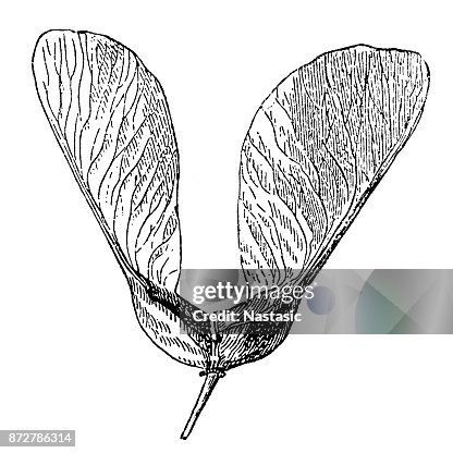 宏碁 pseudoplatanus (無花果) 宏碁 pseudoplatanus (無花果)