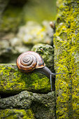 Macro shot of a snail on a mossy stone wall