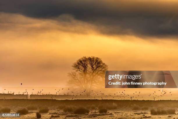 golden light at sunrise over the south lake district. england, uk. - ambleside the lake district stock-fotos und bilder