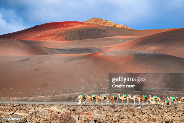 riding camels are waiting for tourists in timanfaya national park, lanzarote, canary islands. - timanfaya national park stock pictures, royalty-free photos & images