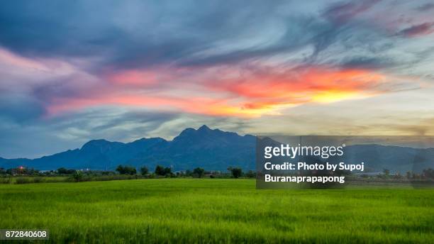 rice field in sunrise time for background.green rice field with mountains before sunset - cambodia pattern stock pictures, royalty-free photos & images
