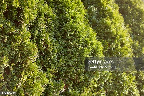 thuja trees - coniferous tree stock-fotos und bilder