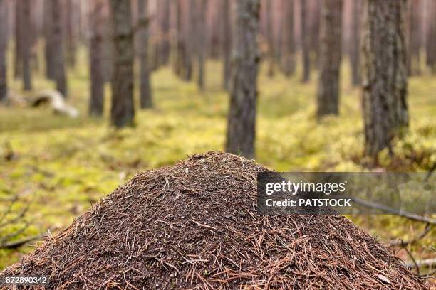 anthill - ameisenhaufen stock-fotos und bilder