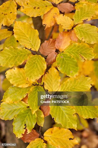 alder tree - alder tree stock pictures, royalty-free photos & images