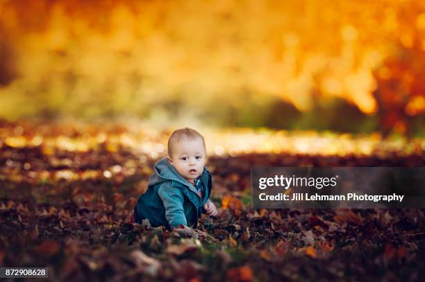 15 month old fraternal twin explores the vibrant fall leaves during october in iowa - saturated color stock-fotos und bilder