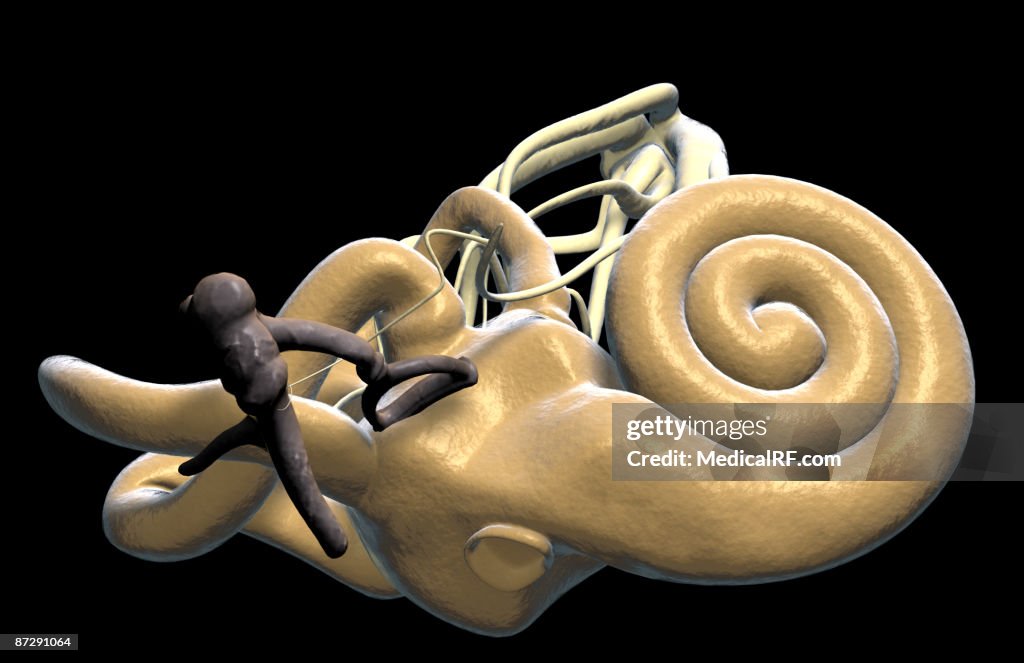 The inner ear