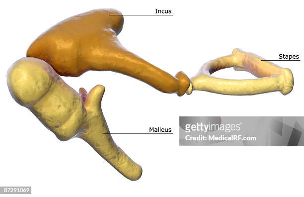 auditory ossicles - malleus stock illustrations