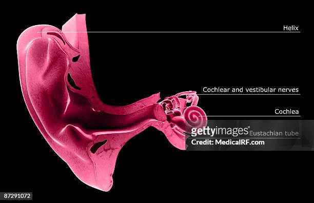 anatomy of the ear - ear canal stock-grafiken, -clipart, -cartoons und -symbole