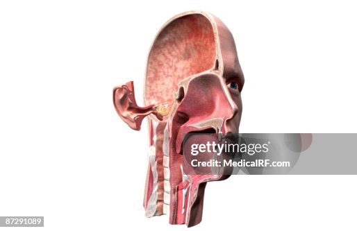 Anatomy Of The Ear High Biology Diagrams