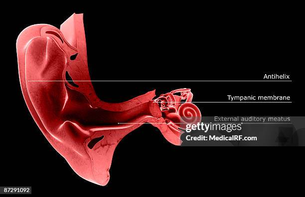 stockillustraties, clipart, cartoons en iconen met anatomy of the ear - internal auditory canal