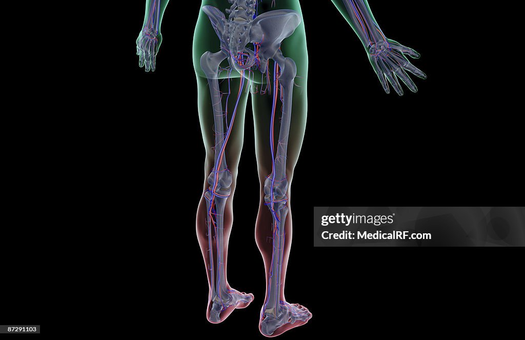 The blood supply of the lower body