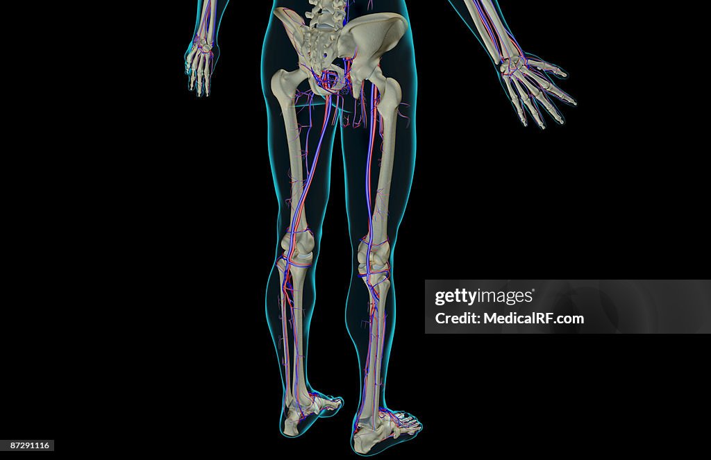 The blood supply of the lower body