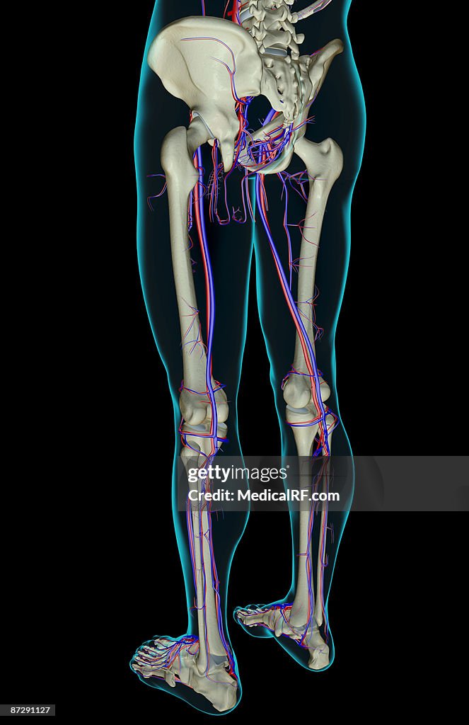 The blood supply of the lower body