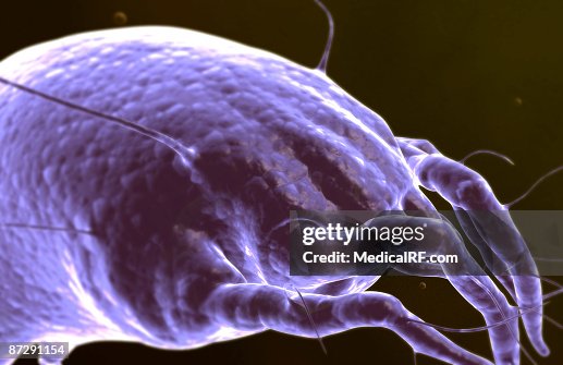 Dust mite Dust mite