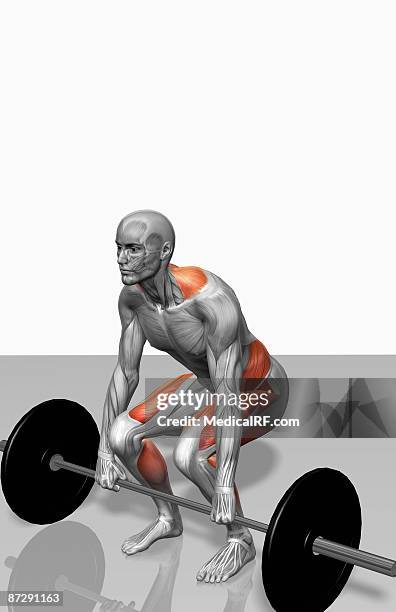 barbell deadlift (part 2 of 2) - gastrocnemius stock illustrations