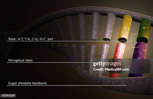 Dna Structure File Dna Structure High-Res Vector Graphic - Getty Images