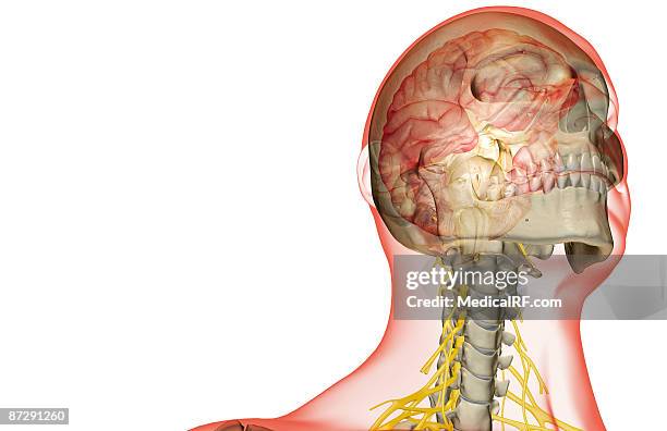 the brain and cervical nerves - plexus cervicalis stock-grafiken, -clipart, -cartoons und -symbole