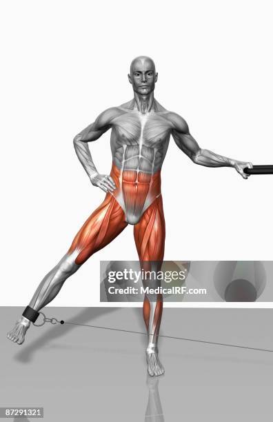 cable leg abduction - transverse abdominis stock illustrations