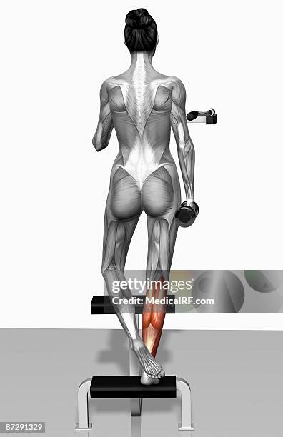 dumbbell single leg calf raise - calf raise exercise stock illustrations