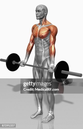 Biceps curl (Part 2 of 2) Biceps curl (Part 2 of 2)