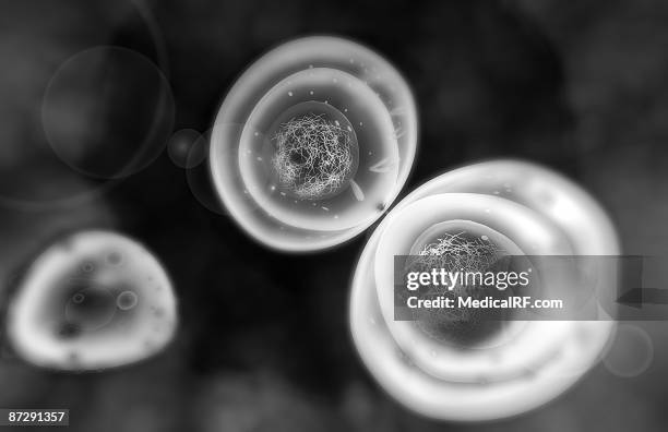 mitosis - telophase stock illustrations