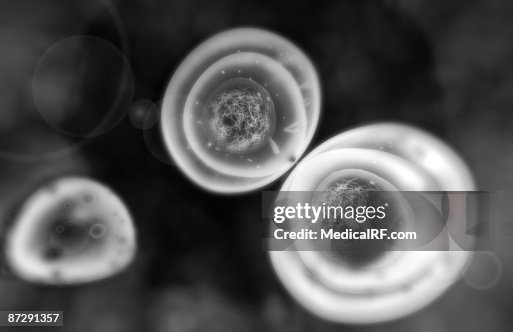 Mitosis Mitosis
