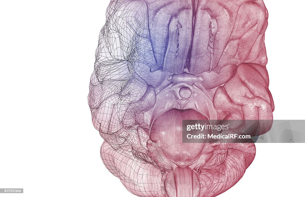 The brainstem