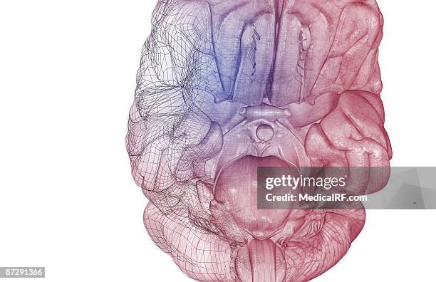 the brainstem - oculomotor nerve stock illustrations