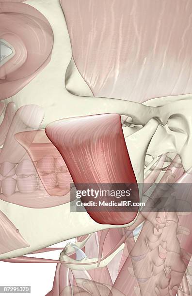 Masseter Inplants Musculus Masseter Photos and Premium High Res Pictures - Getty Images