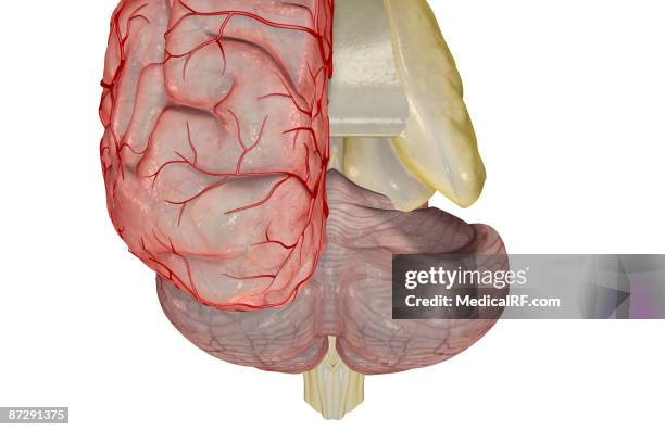 cerebral arteries - midbrain stock illustrations