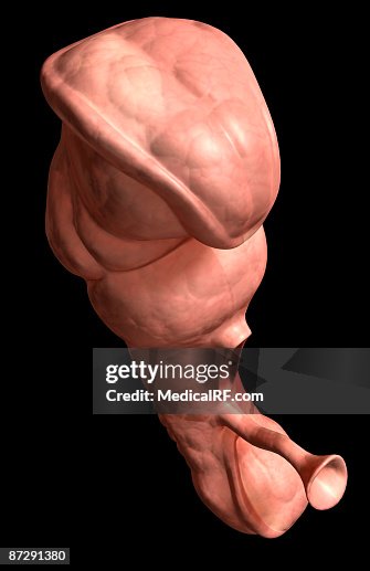 Embryonic development Embryonic development